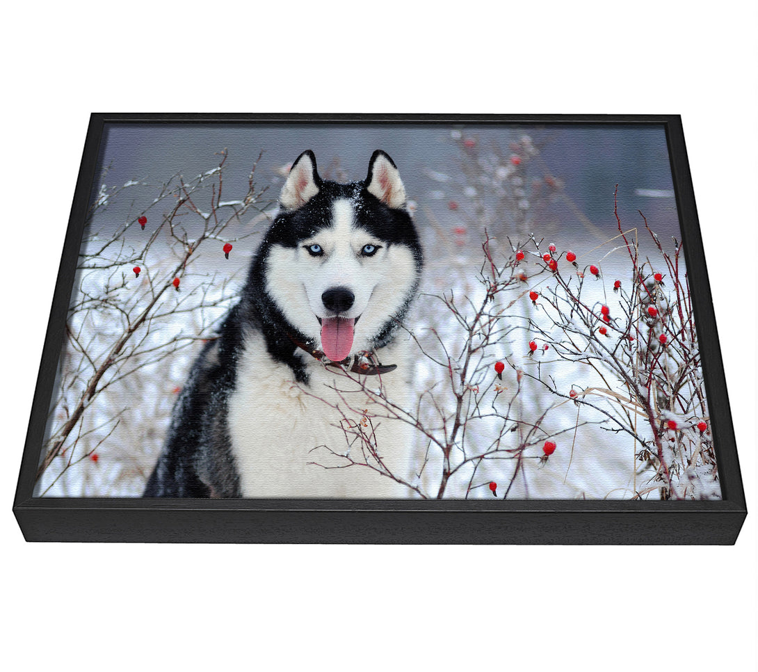 A picture of a Husky Dog In The Winter framed canvas print sold by Wallart-Direct.co.uk