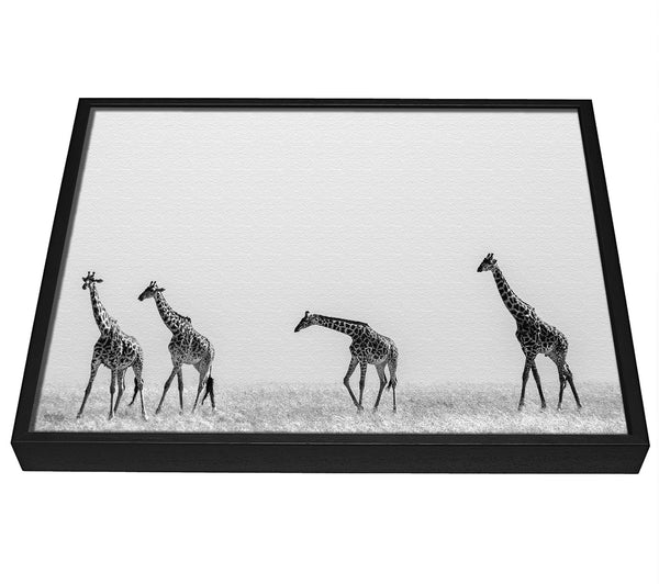 A picture of a Giraffe Safari LineUp framed canvas print sold by Wallart-Direct.co.uk