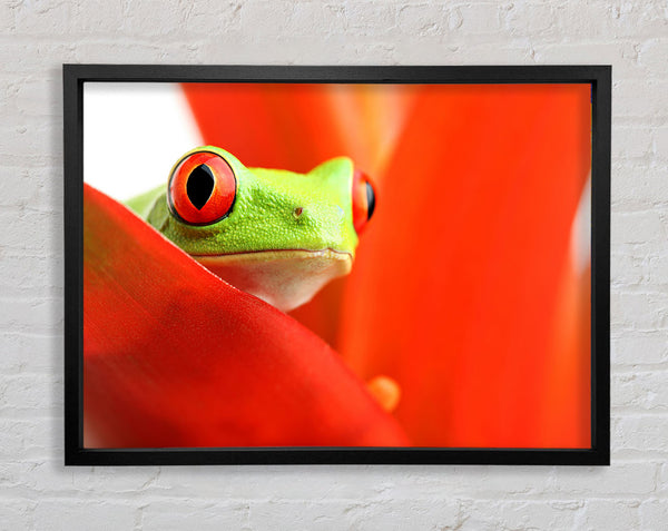 Red Leaf Frog