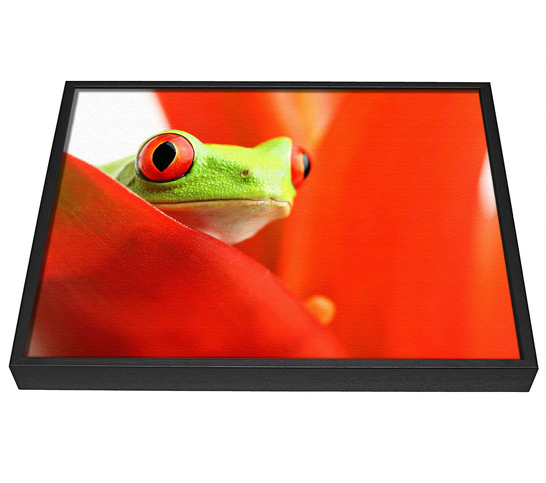 A picture of a Red Leaf Frog framed canvas print sold by Wallart-Direct.co.uk