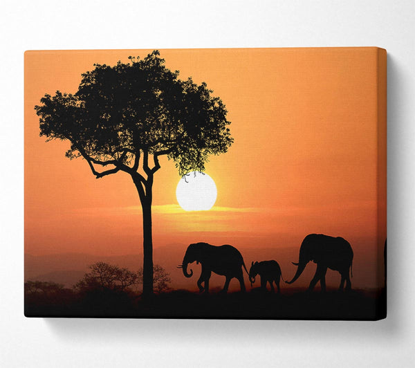 Elephant Safari Sunset