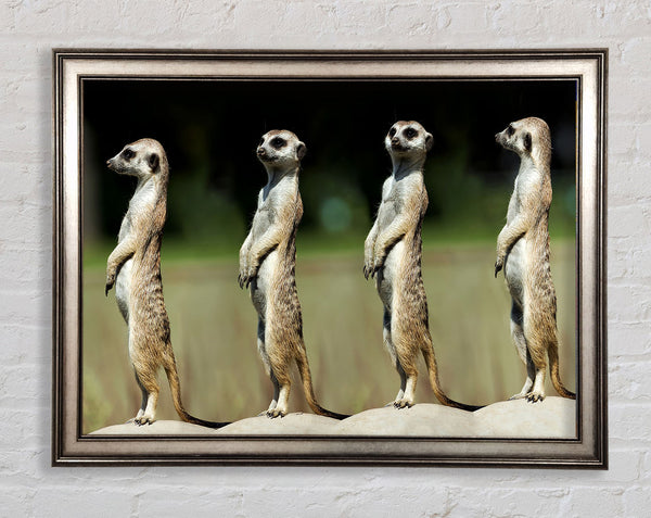 Meerkat Team