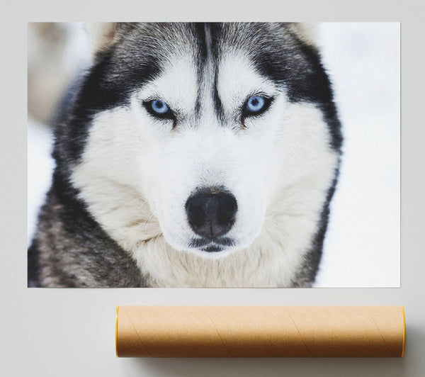 Husky Dog Snow Face