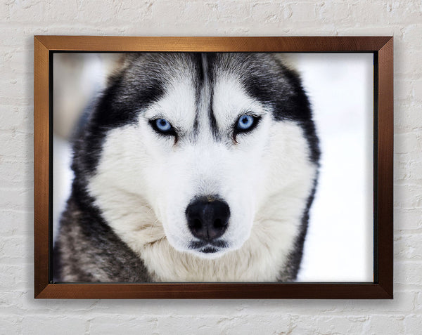 Husky Dog Snow Face