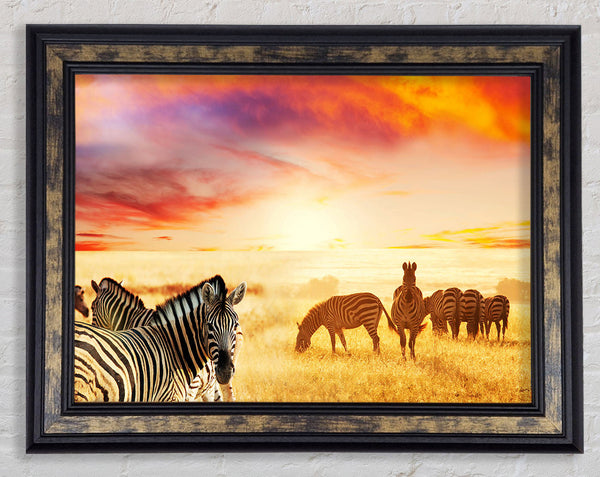 Zebra Sunset Safari