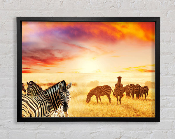 Zebra Sunset Safari