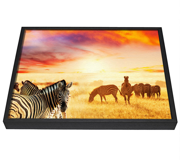 A picture of a Zebra Sunset Safari framed canvas print sold by Wallart-Direct.co.uk