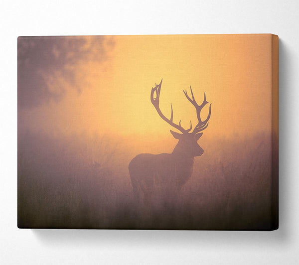 Sunset Stag