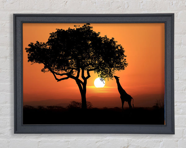 Giraffe Safari Sunset