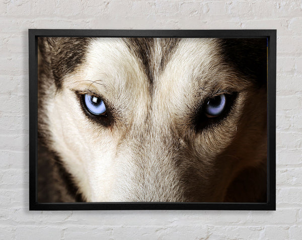 Stunning Husky Dog Eyes