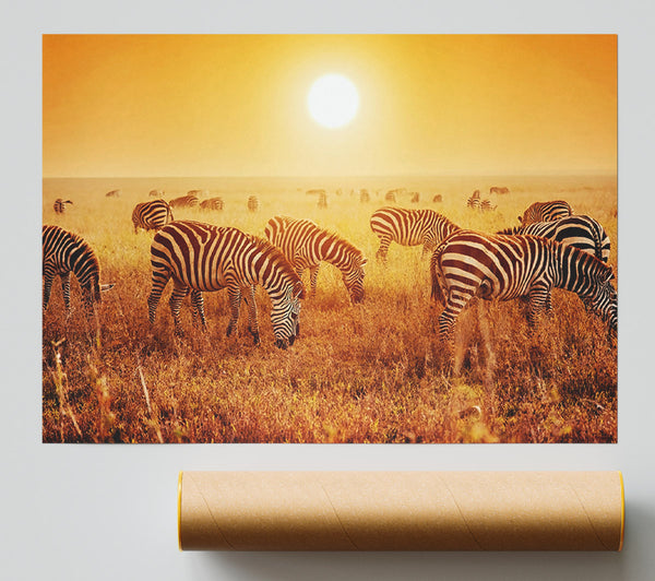 Zebra Sunset