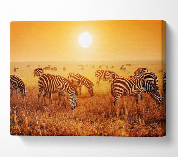 Zebra Sunset