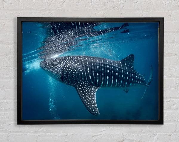 Spotted Whale Shark