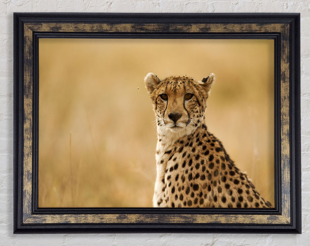 Cheetah Print Wall Art Galway Black Gold