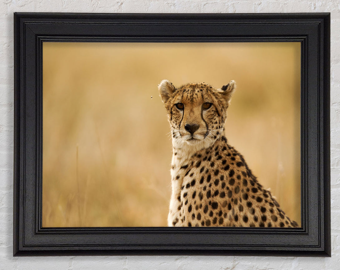 Cheetah Print Wall Art Galway Black