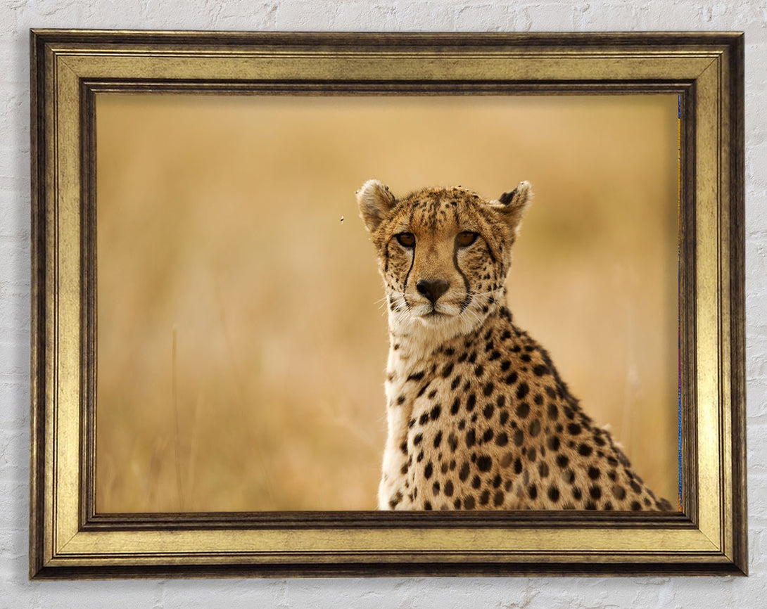 Cheetah Print Wall Art Galway Gold