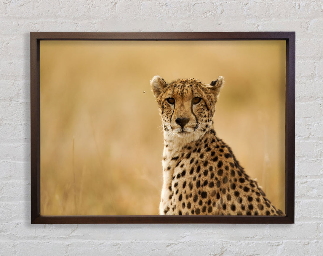 Cheetah Print Wall Art Standard Walnut