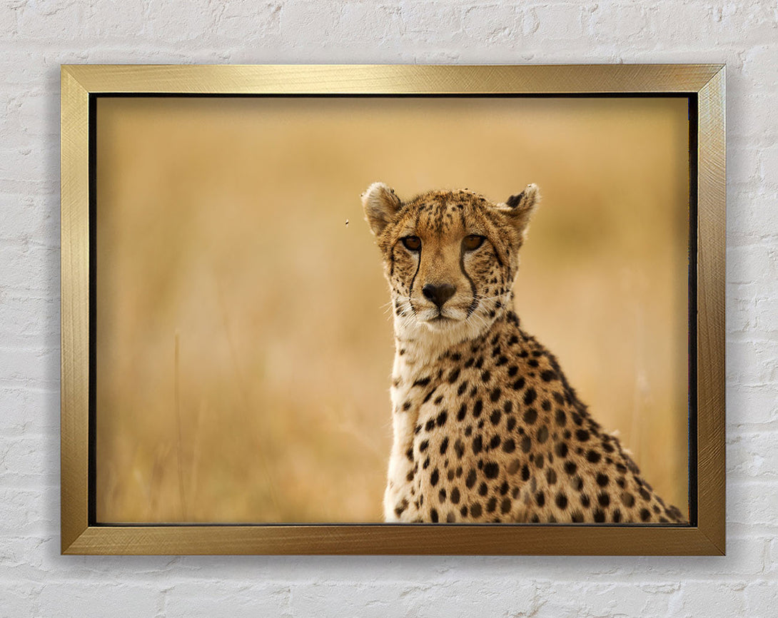 Cheetah Print Wall Art Ventura Gold