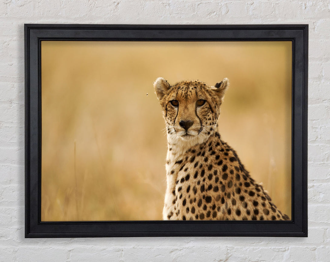 Cheetah Print Wall Art Whistler Black