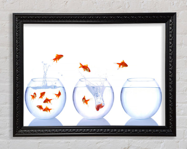 Jumping Goldfish Trio