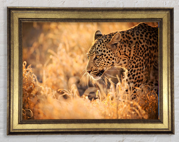 Leopard Wonder