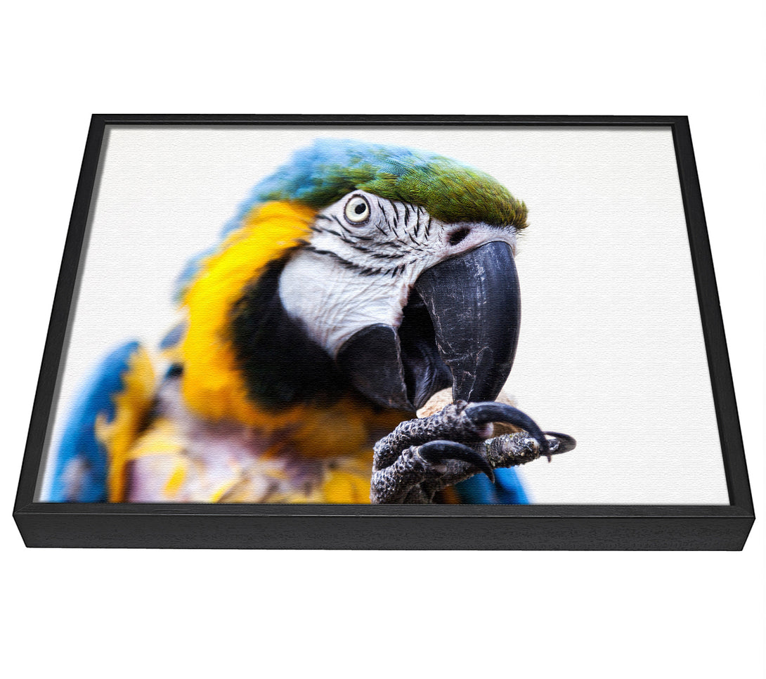 A picture of a Parrot Care framed canvas print sold by Wallart-Direct.co.uk