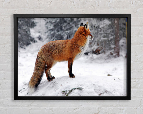 Winter Snow Fox