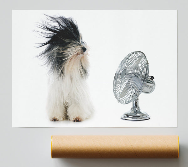 Old English Sheepdog Cooling Off