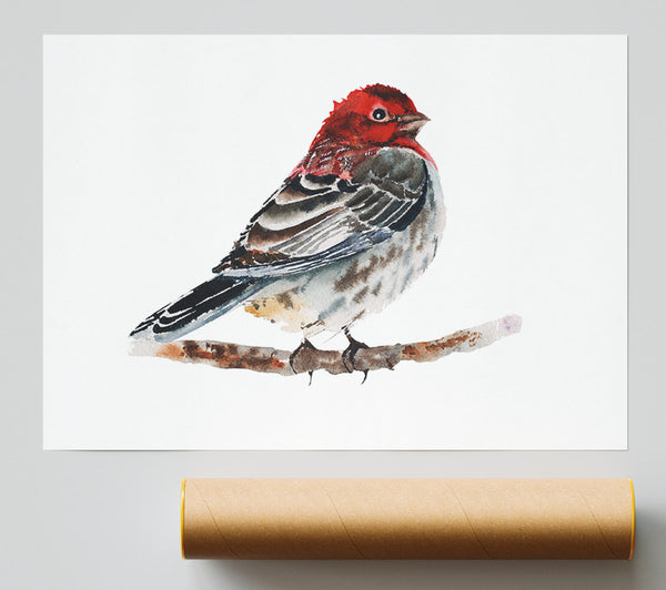 Red Finch