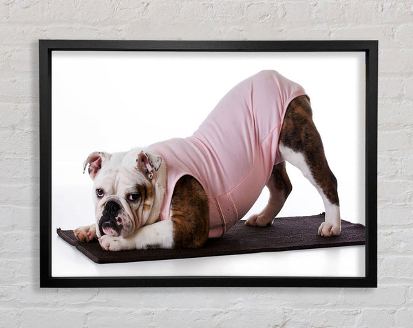 British Bulldog Yoga Stretch