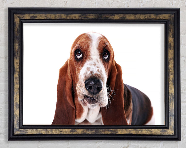 Basset Hound Look