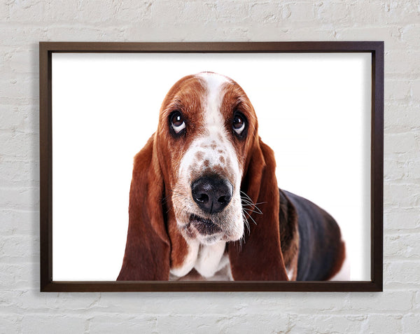 Basset Hound Look