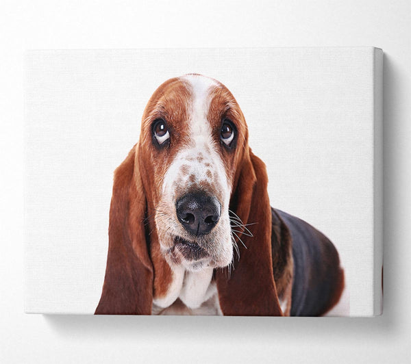 Basset Hound Look