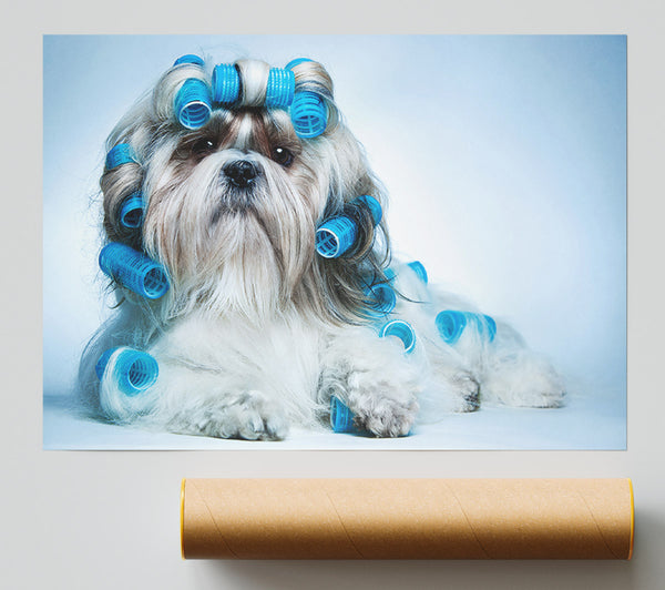 Shih Tzu Dog In Curlers