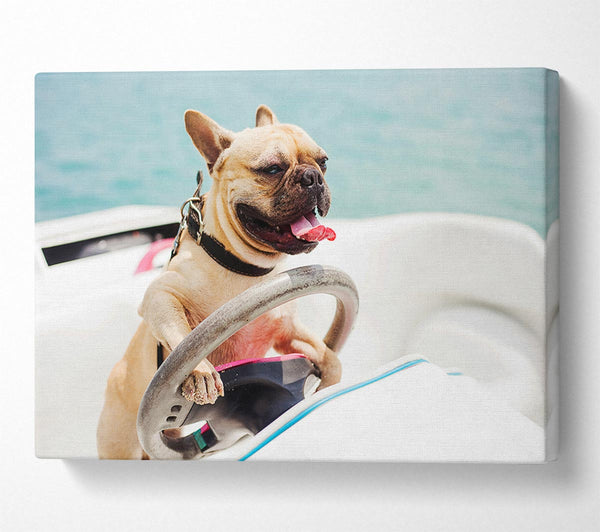 Speed boat French bulldog