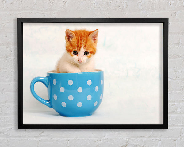 Tea Cup Kitten Cat