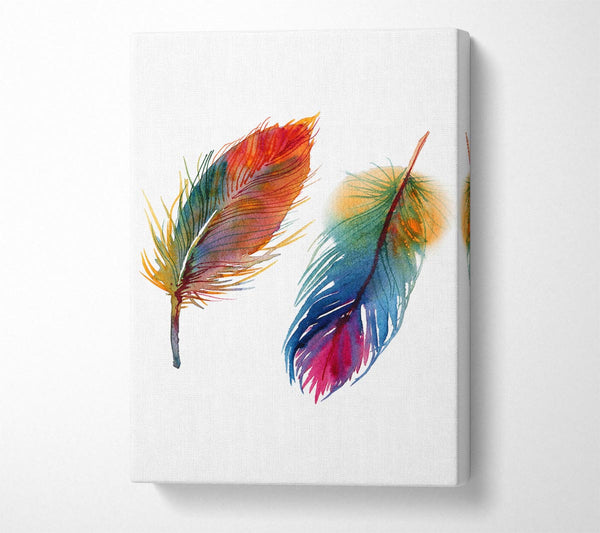 Rainbow Feathers