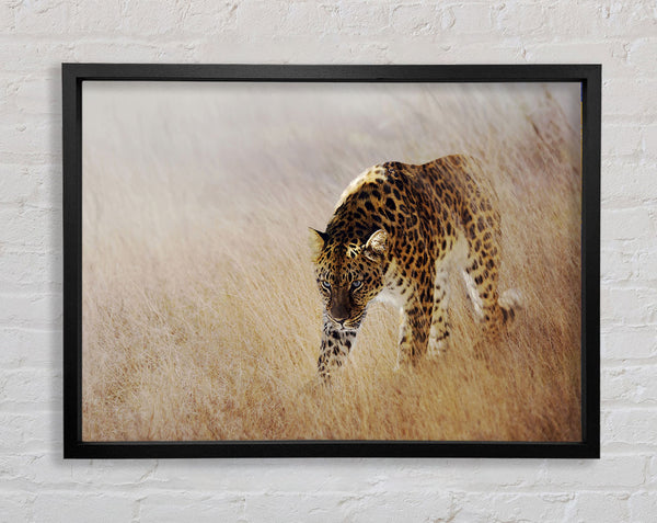 Prowling Leopard