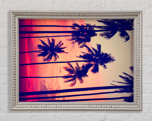 Californian Palm Trees