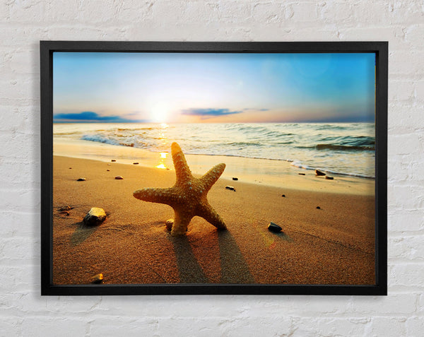 Starfish Sun Glow