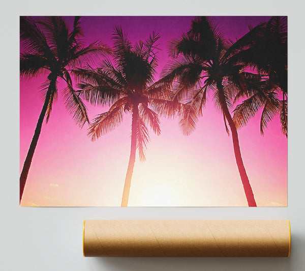 Los Angeles Sunset Palms