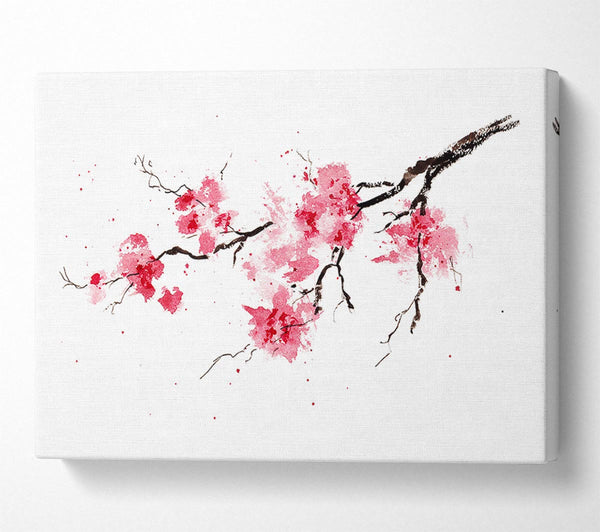 Chinese Cherry Blossom branch