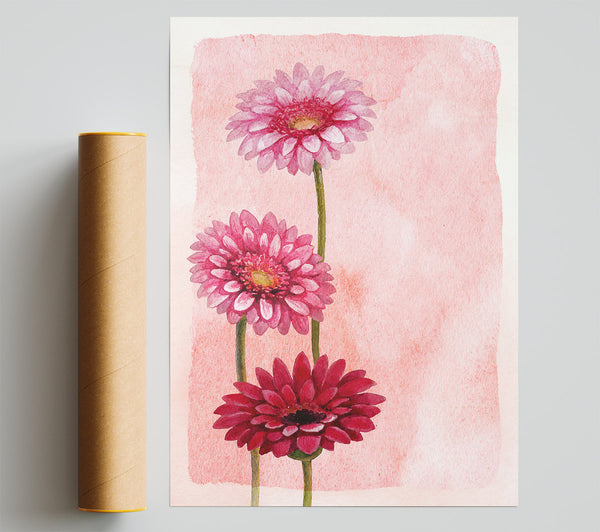 Gerbera Trio