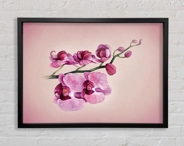 Pink Orchid