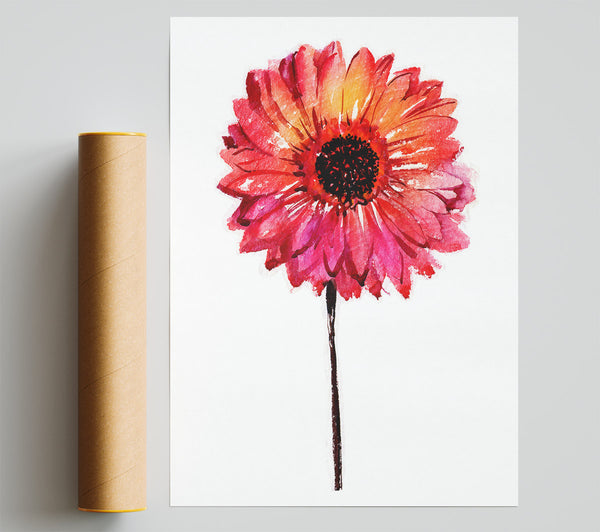 Gerbera Pinks