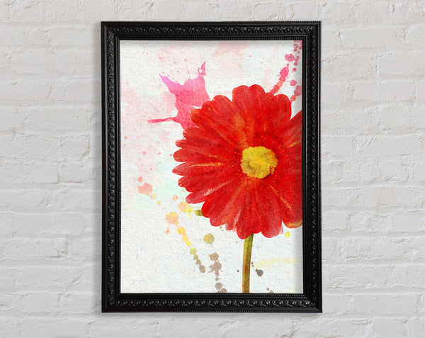 Gerbera Splash