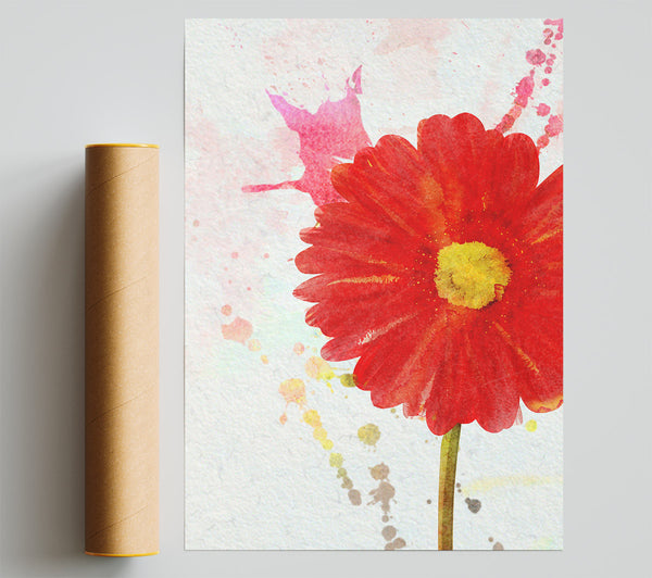 Gerbera Splash