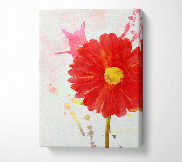 Gerbera Splash