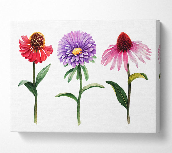 Trio Of Garden Flowers