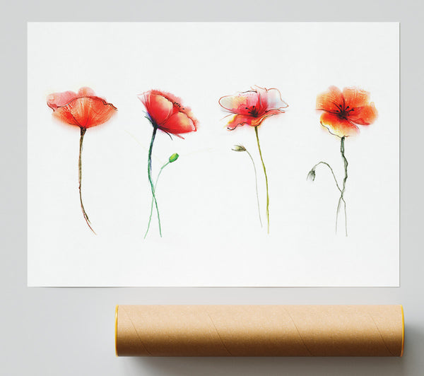 Beautiful Red Poppies